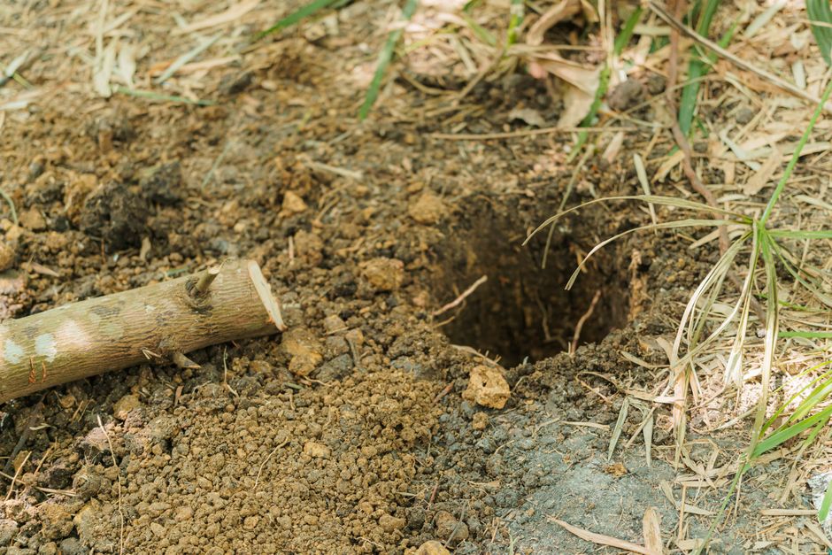 profesjonalna koparka wykonująca wykop pod szambo na placu budowy